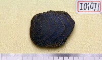 藏品(魟魚牙齒化石)的圖片